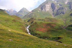 Alpenrosen am Valser Bach  (Pic-in-Pic)