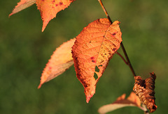 Cherry tree leaf in autumn