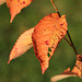 Cherry tree leaf in autumn