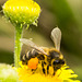 Feeding Bee