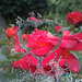 Rose au jardin avec Pipcamera