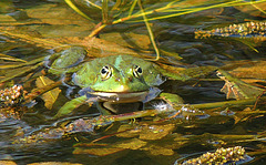 1 (131)...austria frog