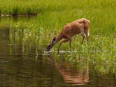 White-tailed Deer at  Akamina Lake, Waterton