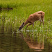 White-tailed Deer at  Akamina Lake, Waterton