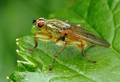 Dung fly..