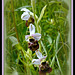 Hummel-Ragwurz, “Hummel” (Ophrys holoserica)