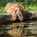 Tiger cub 1 (1)