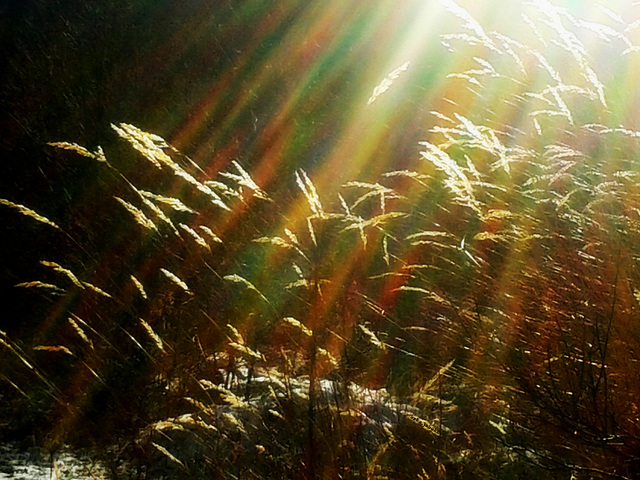 Play of light and blades of grass