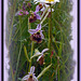 Hummel-Ragwurz, “Hummel” (Ophrys holoserica)mit Margerite