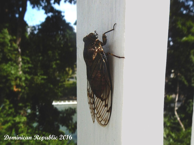 24 A Large Cicada