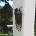 24 A Large Cicada