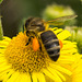 Bulging pollen Baskets