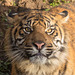 Tiger cub 1 (2)