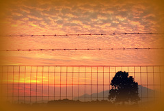 barbed wired  sunset