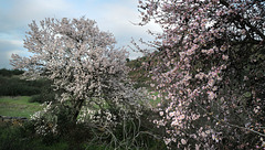 Castelhanos, Almond trees