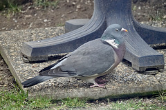 Visite d'un pigeon