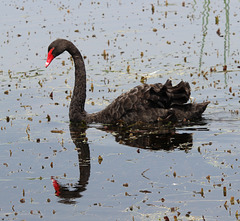 Black Swan - Narawntapu N.P.