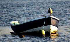 Gull and Boat 3