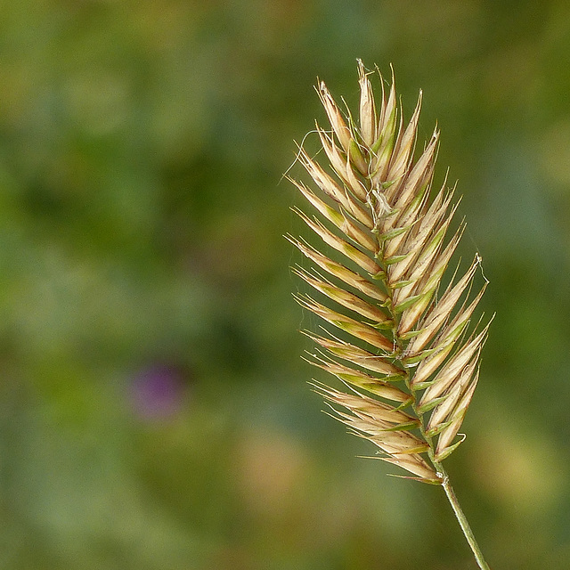 Crested Wheatgrass / Agropyron cristatum