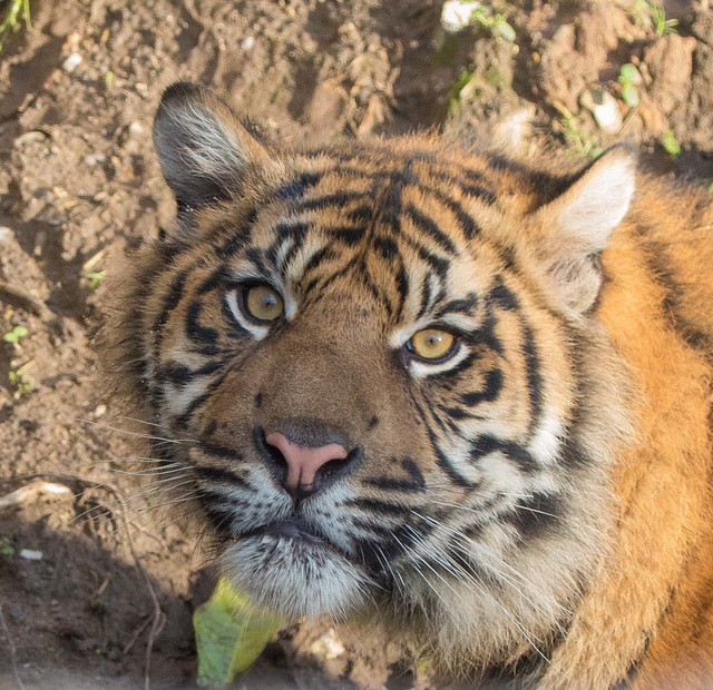 Tiger cub 2 (1)