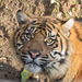 Tiger cub 2 (1)