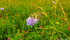 19-06-30 - 07 - Magneux - Papillon sur fleurs des champs