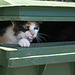 Feral cat in dustbin (detail)