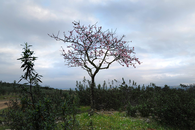 Penedos, Almond tree