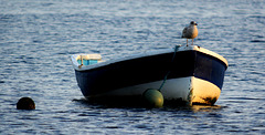 Gull and Boat 1