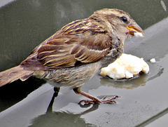 Female Sparrow.