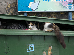 Feral cat foraging in dustbin