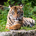 Tiger cub 2 1
