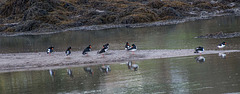 Birds on a mudbank in the Menai Straits