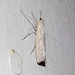 Hednota crypsichroa