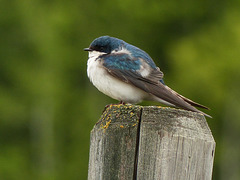 Puffed up Tree Swallow