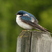 Puffed up Tree Swallow