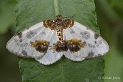 Clouded Magpie Moth