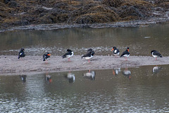 Birds on a mudbank in the Menai Straits2