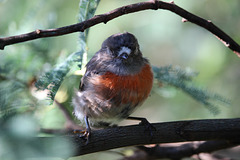 Young Scarlet Robin