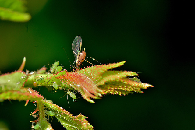 Aphid