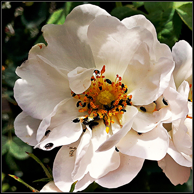 Pollen Beetles on Dog Rose