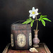 wood anemone & tobacco box