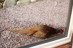 A jealous cock pheasant, finding himself beak to beak with his own reflection in our french windows