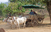 Chiang Mai- Ox Cart Ride