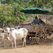 Chiang Mai- Ox Cart Ride