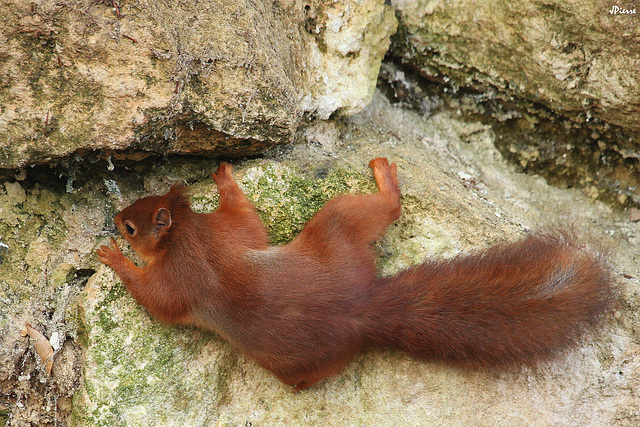 Ecureuil alpiniste Alpinist squirrel