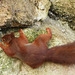 Ecureuil alpiniste Alpinist squirrel