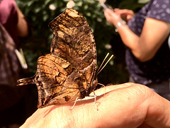 Falter im Schmetterlingshaus auf der Insel Mainau