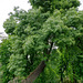 Frêne à feuilles étroites (Fraxinus angustifolia)