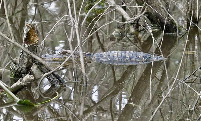 A small alligator